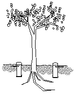 Drawing of a tree and root system using the patent-pending STIS System.